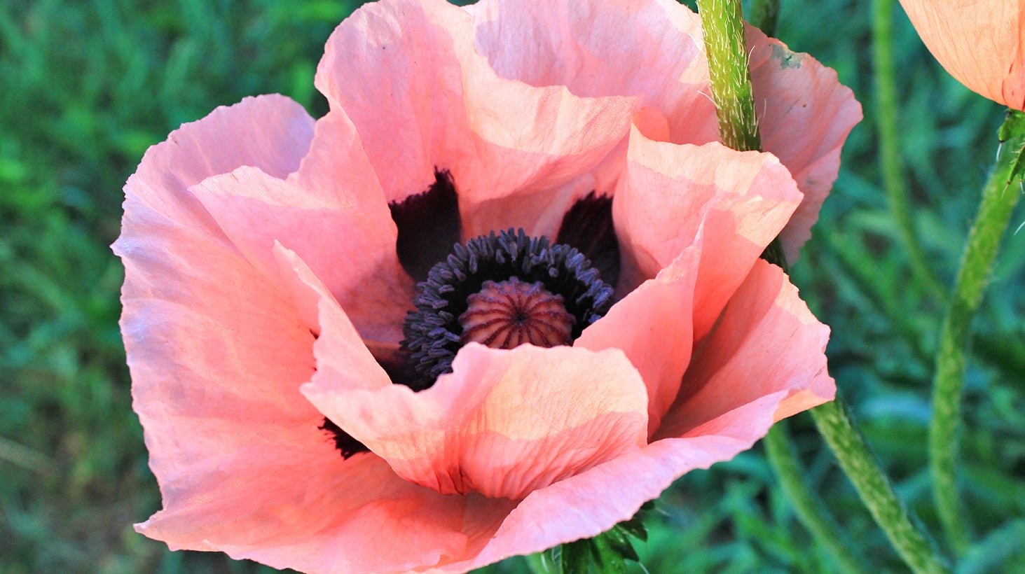 Vibrador Bala Poppy Bloom - Fleshlight