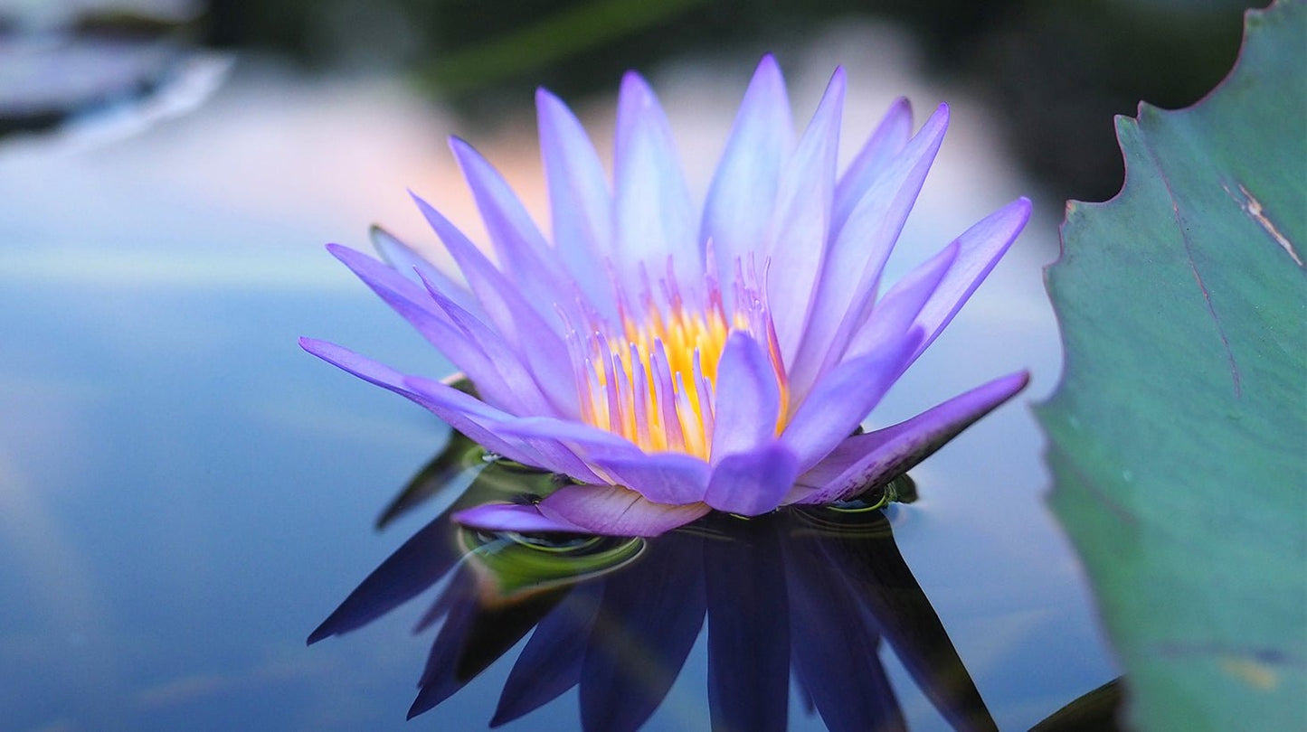 Vibrador de palma Lotus Bloom - Fleshlight