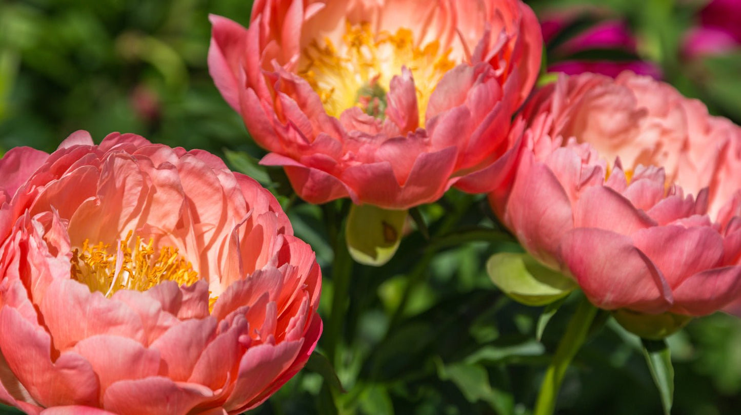 Peony Bloom Vibrador Conejito - Fleshlight